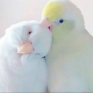 Meet your Posher, Ashianna